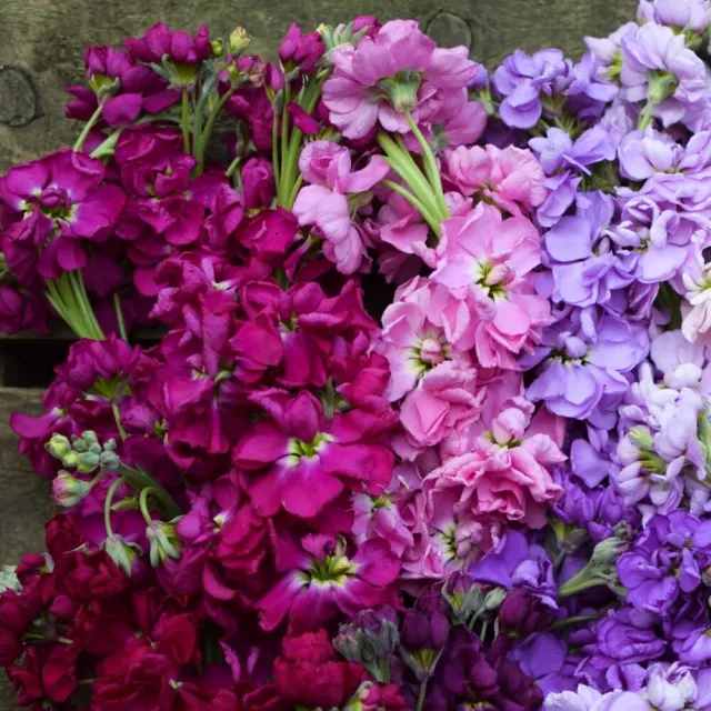 gefüllte DUFT-LEVKOJE 'Mix' 50+ Samen MATTHIOLA INCANA seeds SCHNITTBLUME 2