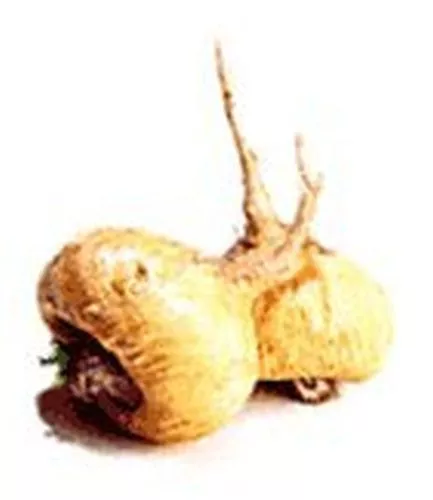 50 Maca Samen, Lepidium meyenii, peruanischer Ginseng