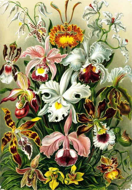 Wooden Jigsaw Puzzles For Adults - Haeckel's Orchids - 472 Piece Jigsaw Puzzle
