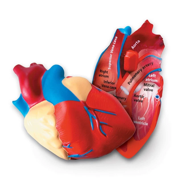 Human Heart Model Cross Section Soft Foam Learning Resources 13cm Diameter