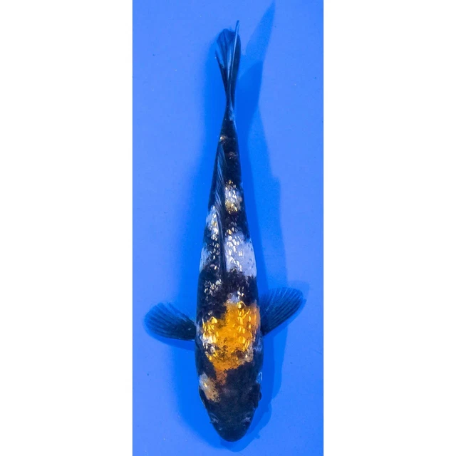 4" GIN RIN SHOWA SANSHOKU Koi live fish standard fin nextdaykoi NDK