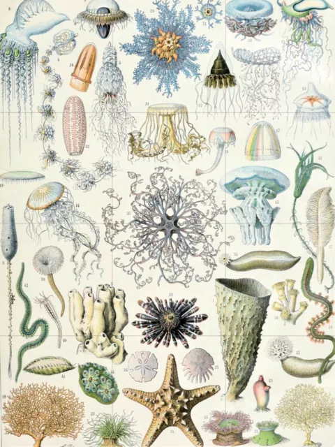 Tile Mural/Mosaic Ceramic Panel of Ocean Life- Adolphe Millot Print- Tile Mosaic