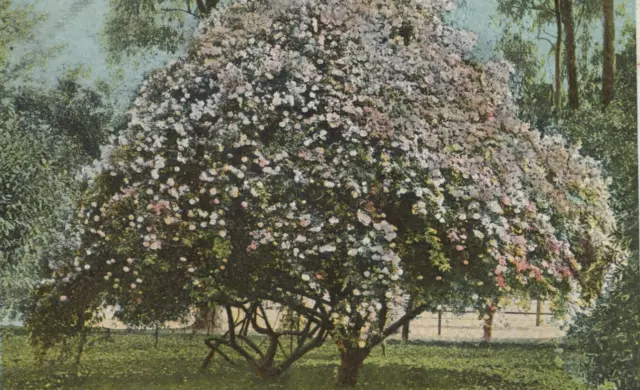 A Pioneer Rose Tree in Whittier California Undivided Back Vintage Post Card