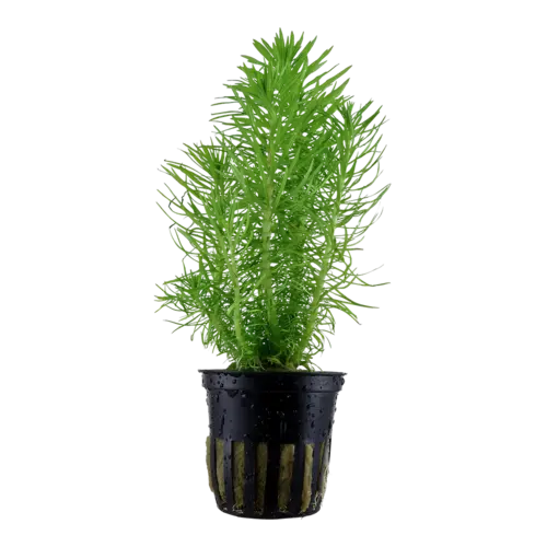 Pogostemon erectus - Topf nadelbaumartige Stängelpflanze Tropica 053F