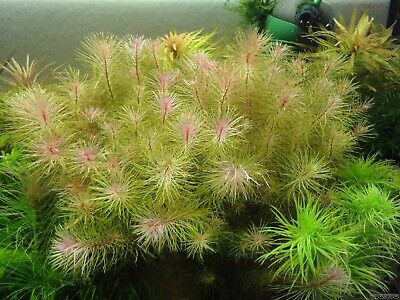 3 Stems Rotala Vietnam!! Live aquarium plants beautiful! Free S/h