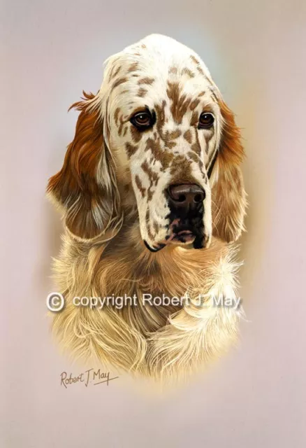 English Setter Print by Robert J. May