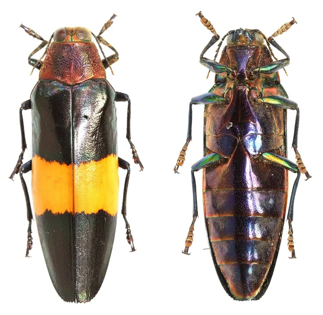 Insect - BUPRESTIDAE - Chrysochroa rogeri - A1 Pinned Rare