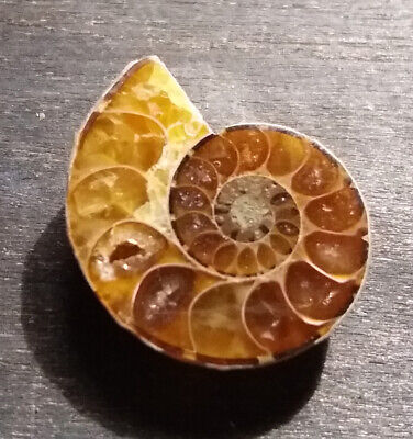 Ammonite géode cabochon 26x22x4mm guérison tout chakra fossile prospérité 