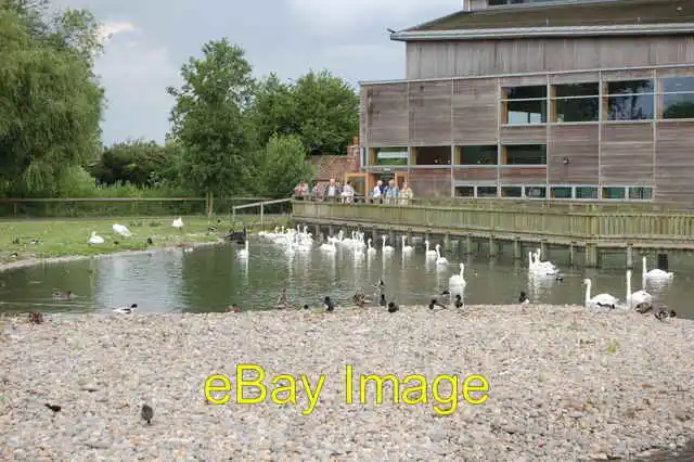 Photo 6x4 Swans on the water Shepherd's Patch Slimbridge Wildfowl &amp; W c2005