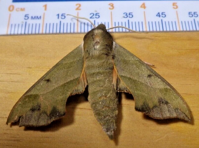 Virginia Creeper Sphinx Moth Darapsa myron Sphingidae Lepidoptera SE Texas E14