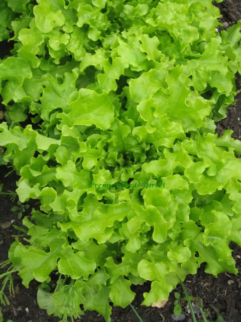 Lettuce Salad Bowl Green  10,000 Seeds