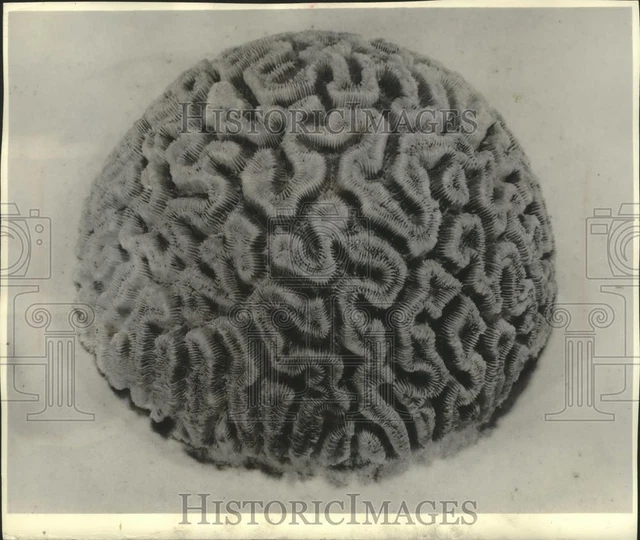 1958 Press Photo Brain Coral formation from tropical waters - mjb96539