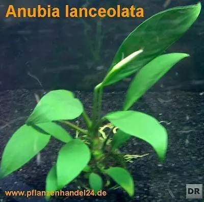 6 Pots D'anubia Lanceolata - Aquarium Pour Perches