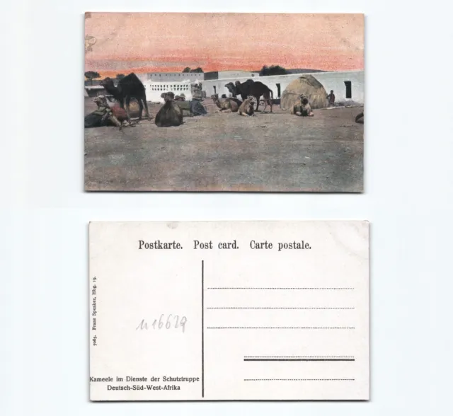 (n16629)   Ansichtskarte Schutztruppe Kamele Deutschsüdwestafrika, ungebrau