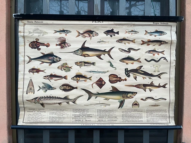 Tavola Parietale Poster Didattico Storia Naturale Pesci Educational Poster Parav