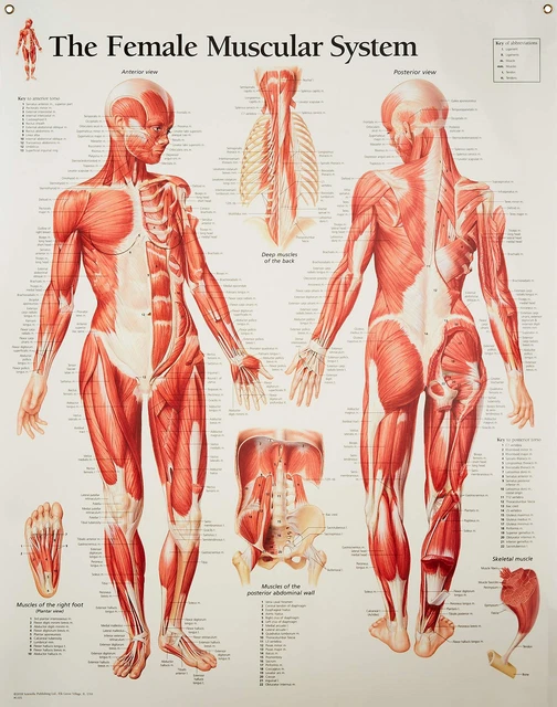Muscular System Female Chart: Laminated Wall Chart