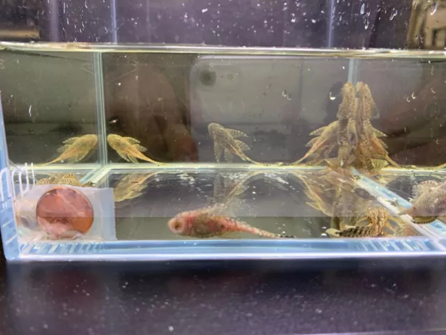 Long Fin Bushy Nose Pleco (2-3") Freshwater algae eater PACK OF 2