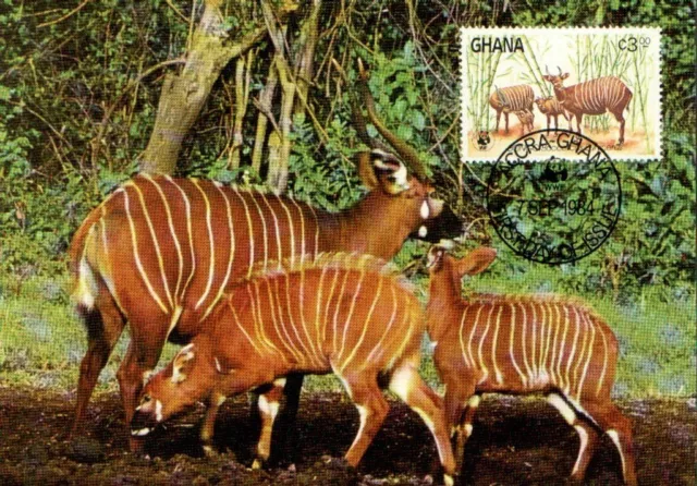 (99753) Antelope WWF Ghana Maxicard / Postcard FDC 1984