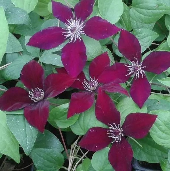 Clematis Hisako (Garland Series) Perennial Climber 100mm Pot Plant x1