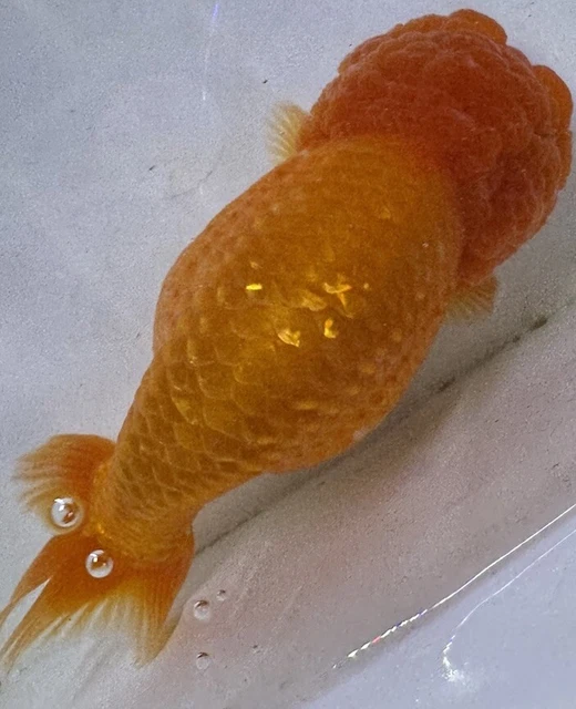 LIVE pond goldfish Fish~Goldfish Ranchu  5 -5.25 Inch High Grade MiniTail