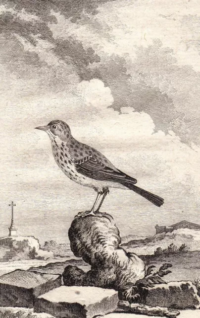 Gravure XVIIIe Pipit Farlouse Anthus Pratensis  Meadow Pipit Wiesenpieper 1770