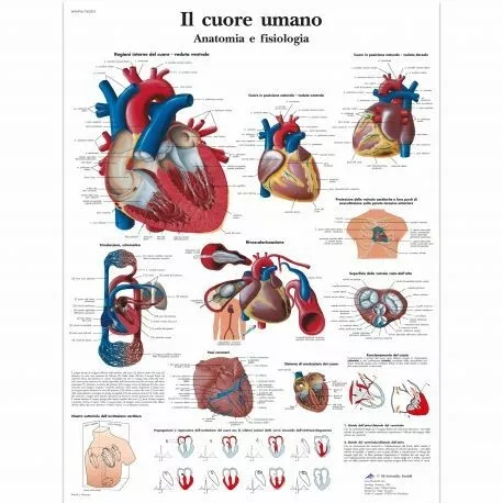 3B Scientific, tavola anatomica, Il Cuore Umano  (cod, VR4334L)