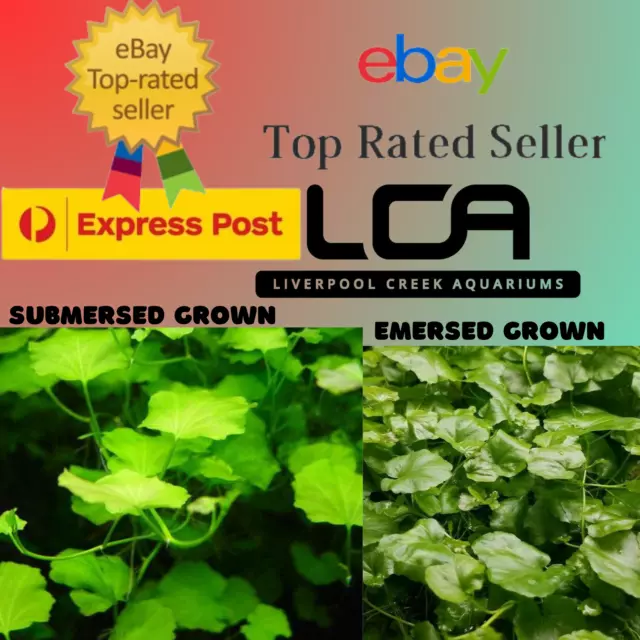 LCA Cardamine lyrata Live Aquarium Plants Fertiliser Pond Shrimp Fish Tank Food