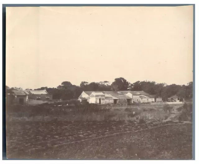 China, Guangzhou, Shamian Island, Chinese Farm  Vintage citrate print Tirage c