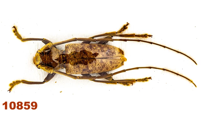 Cerambycidae: Acalolepta sp.  A1, 15 mm, 1 pc