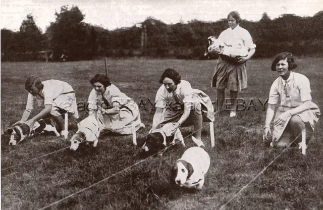 DOG Basset Hound Coursing Race Training, Miss Forbes, Vintage Print 1930s