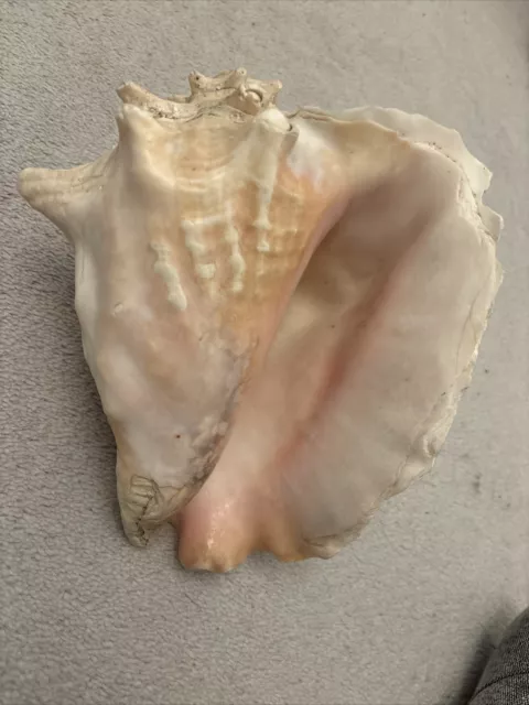 Very Large Queen Conch Shell Old Weathered  Shell Beautiful Interior