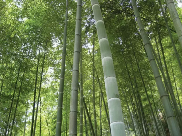 GIANT MOSO BAMBOO Phyllostachys pubescens 30 Seeds - seeds