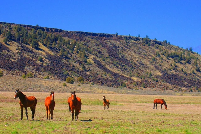 Relax and enjoy the great nature. MODOC COUNTY