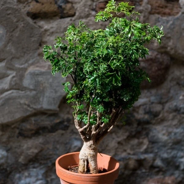 POLYSCIAS PARSLEY (miniature bonsai tree ) in 6cm pot £6.90 PicClick UK