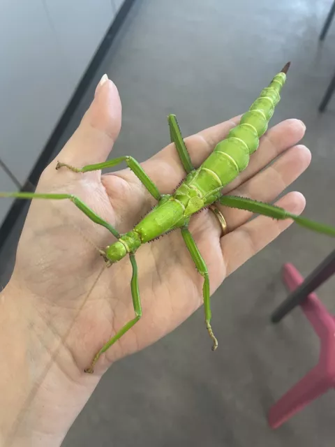 Large Green Bean Stick Insect Nymphs x 7 Feeding well 2-4 weeks old LIVEFOOD