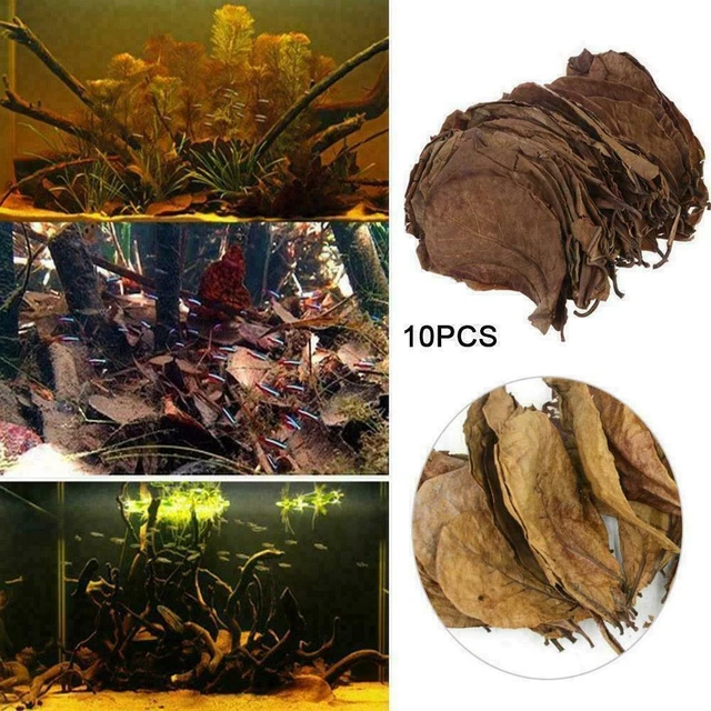 10 PCS Indian almond catappa leaves 10-15cm 4-6" shrimps betta discus F2Q4