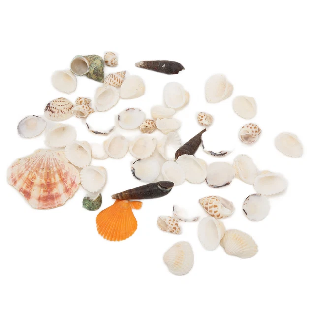 Tiny Natural Mixed Ocean Sea Shells Fish Tank Dekoration Und Strand Decorati Bh2
