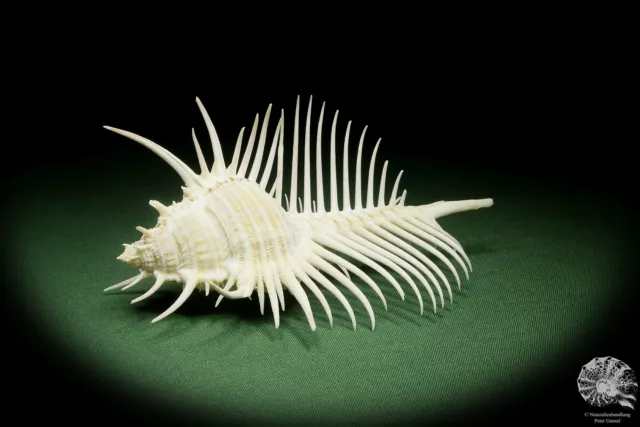 Murex pecten Philippinen Venuskamm rezent Schnecke conch shell snail Präparat