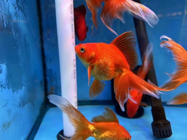 Ryukin Long Tail Red/Red White 5-6 Inch FREE TWODAY SHIPPING