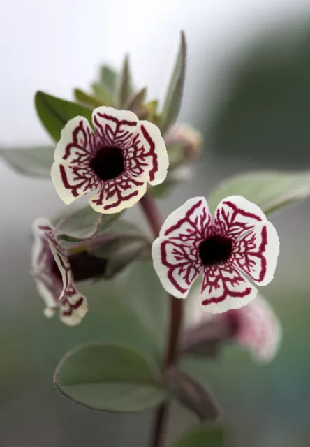 RARE 6 graines de MIMULUS PICTUS H288 CALICO MONKEY FLOWER SEEDS SAMEN SEMILLAS