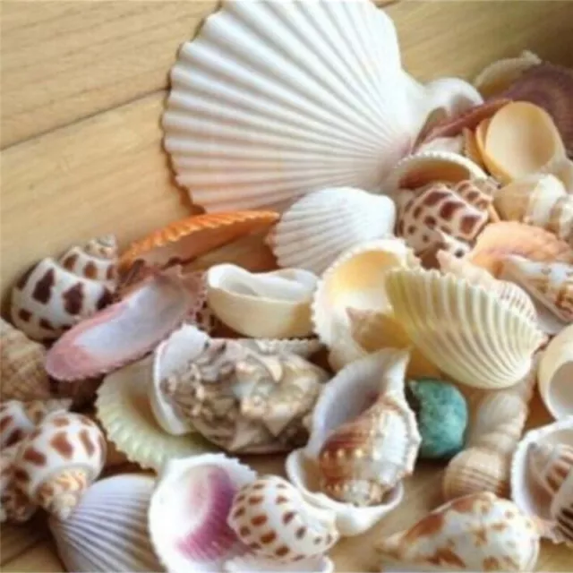 100g Beach Mixed SeaShells Mix Sea Shells Shell  Craft SeaShells Aquarium_TM