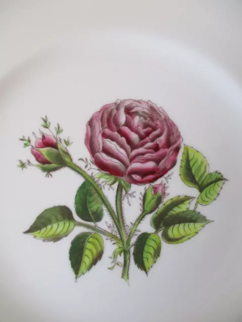 Royal Worcester Hand-Painted Porcelain 9-1/4" Luncheon Plate - Rose