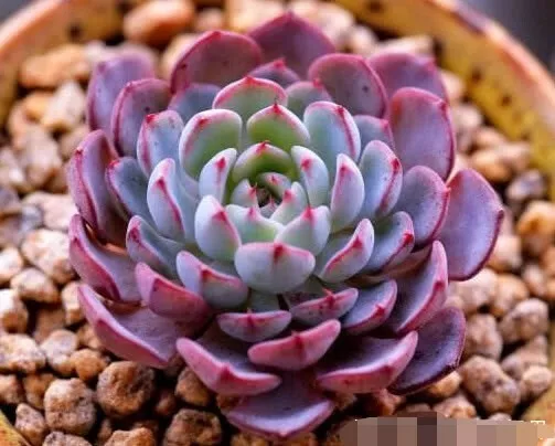 White Minima / rose bean  6cm diameter Echeveria succulent