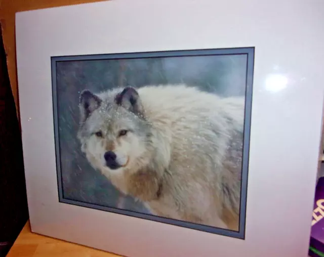 Wolf Art Print signed Carl R.Sams II. Double Matted 15" Long x 13" High