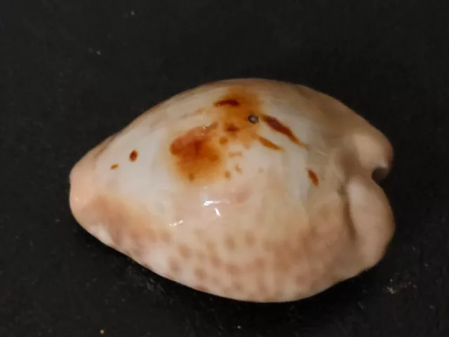 Conchiglia Shell  CYPRAEA  TEULEREI  Major  mm 54,5 Oman  Poco comune