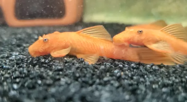 *A GRADE* 1 in+ SUPER RED Bristlenose Pleco | Ancistrus sp. | USA Tank Bred 2