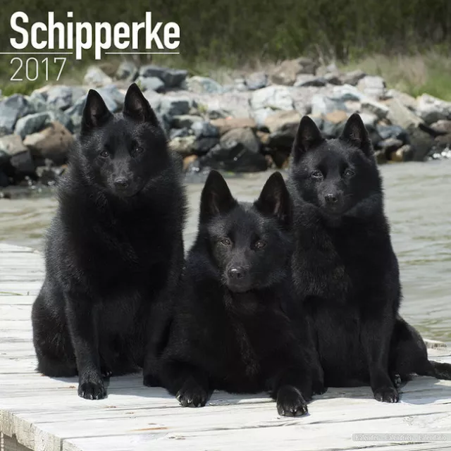 Calendrier 2017 - SCHIPPERKE