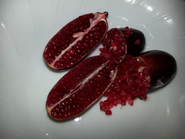 RARE DEEP RED FINGER. LIME SEEDS  ~ 10 Fresh Seeds