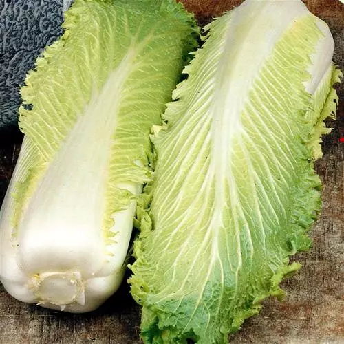 Chinese Cabbage MICHIHILI 100 Seeds (HEIRLOOM / ORGANIC)