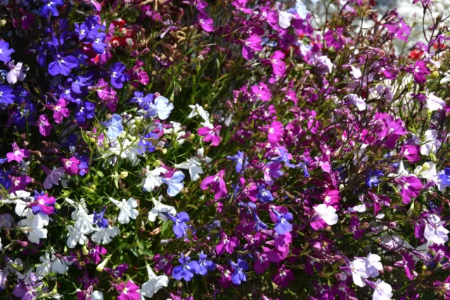 Lobelia mini plug plants trailing mixed, pack of 12